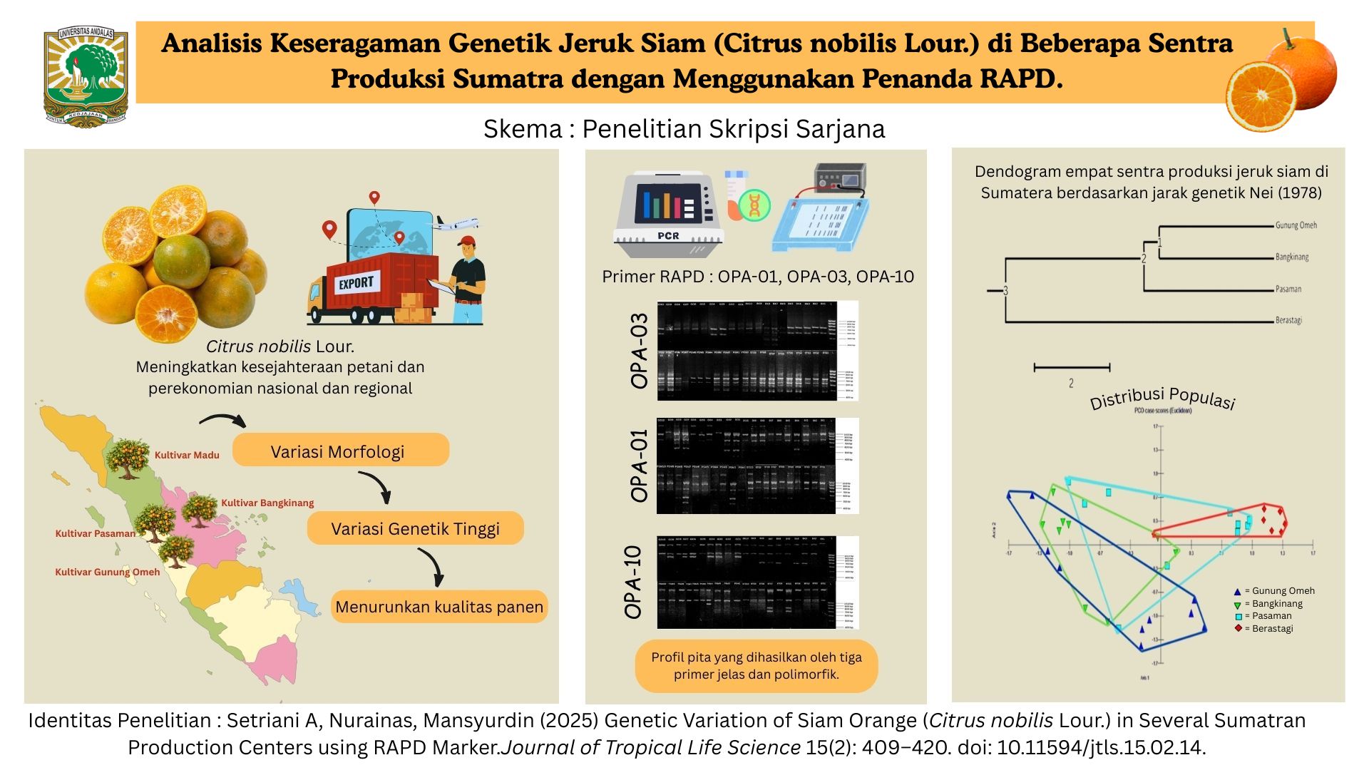Analisis Keseragaman Genetik Jeruk Siam (Citrus nobilis Lour.) di Beberapa Sentra Produksi Sumatra dengan Menggunakan Penanda RAPD